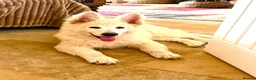 German Shepherd dogs for sale: Outstanding KC White long haired GSD pups  in Catterick Garrison - Advert 21
