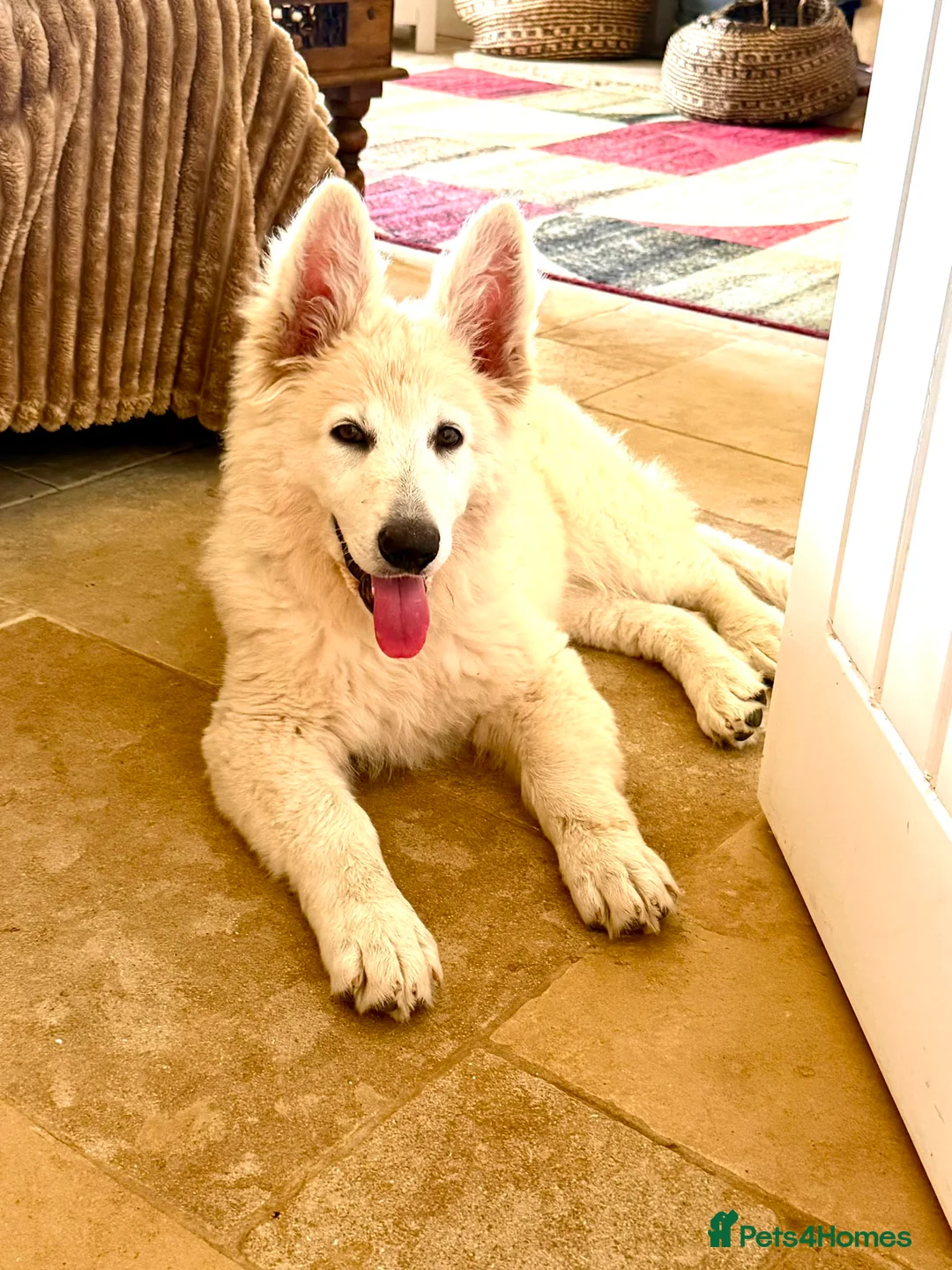 German Shepherd dogs for sale: Outstanding KC White long haired GSD pups  in Catterick Garrison - Advert 21
