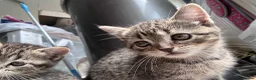 Exotic cats for sale: Gorgeous kittens - ready now - Advert 3