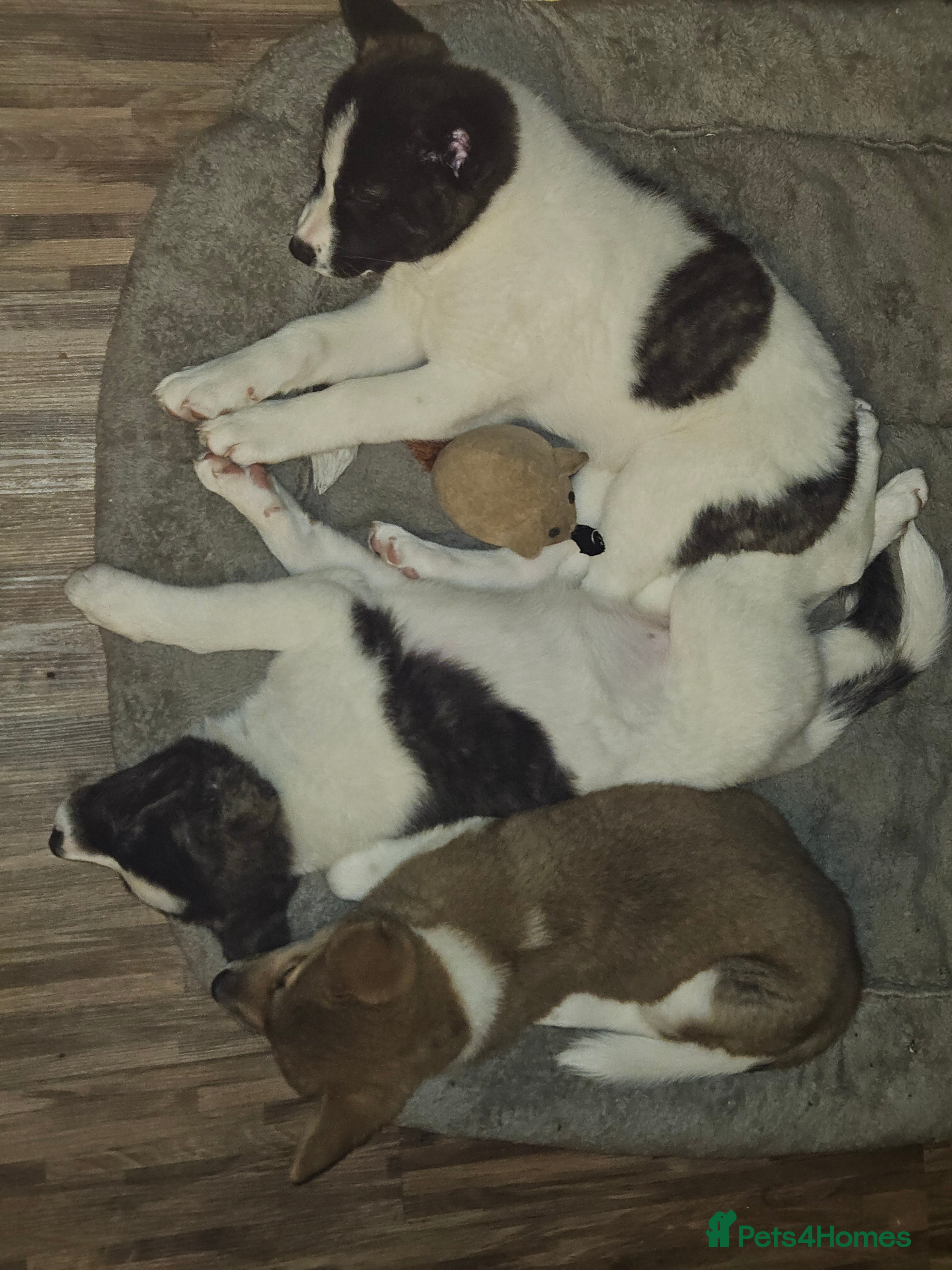 Akita dogs Beautiful Akita puppies - Advert 3