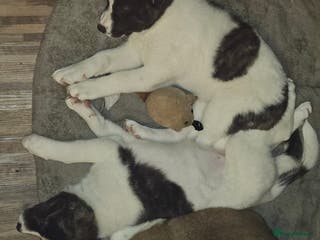 Akita dogs Akita pups. Last 2 girls looking for their homes - Advert 2