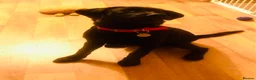 Labrador Retriever dogs for sale: Labrador retriever puppy 10 months old  - Advert 3