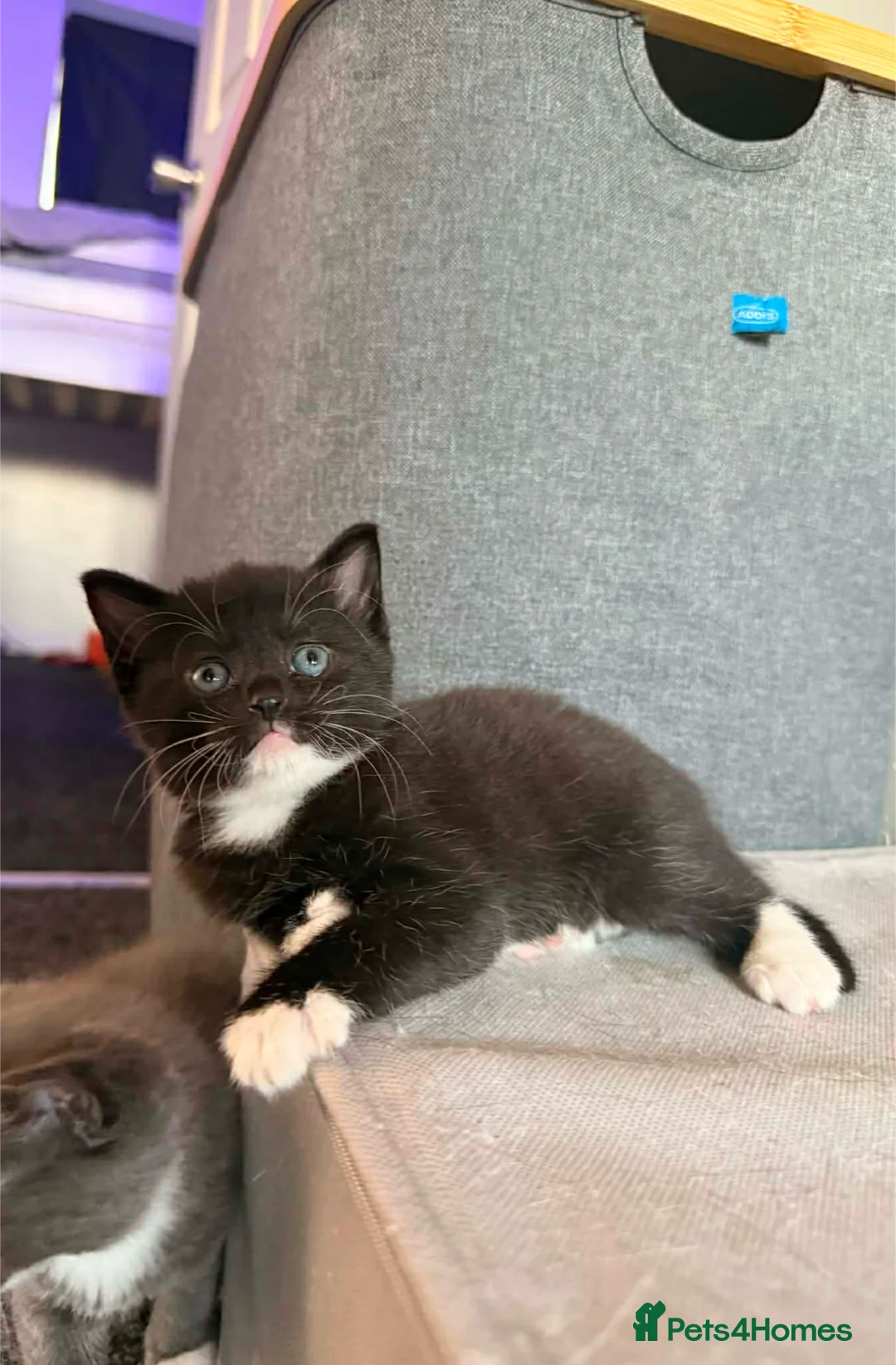 Mixed Breed cats for sale: 3 Beautiful girls in Weston-super-Mare - Advert 2