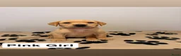 Labrador Retriever dogs for sale: 🐾Exceptional KC Registered Labrador Puppies🐾 - Advert 9