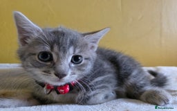 Mixed Breed cats for sale: Gorgeous 2 Girls and 3 boys For sale - Image 10