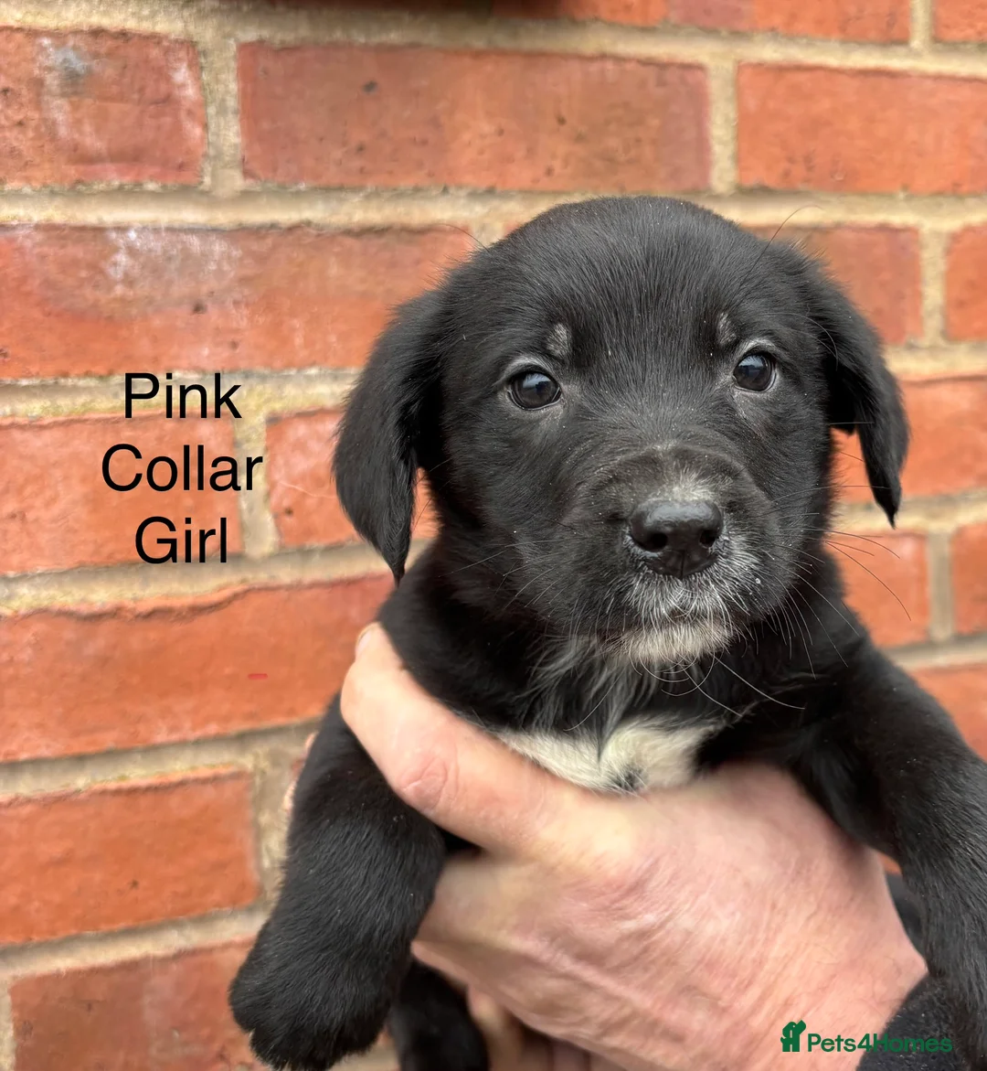 Mixed Breed dogs for sale: Cocker X Collie Puppies - Advert 12