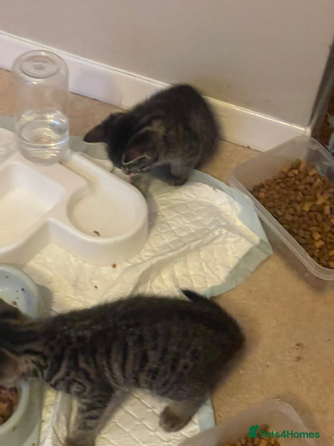 Mixed Breed cats for sale: 5 Kitties  - Image 16