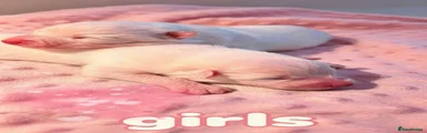 Samoyed 5