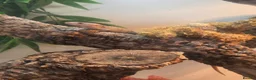 Skink reptiles for sale: Pink tongue skinks - Advert 8