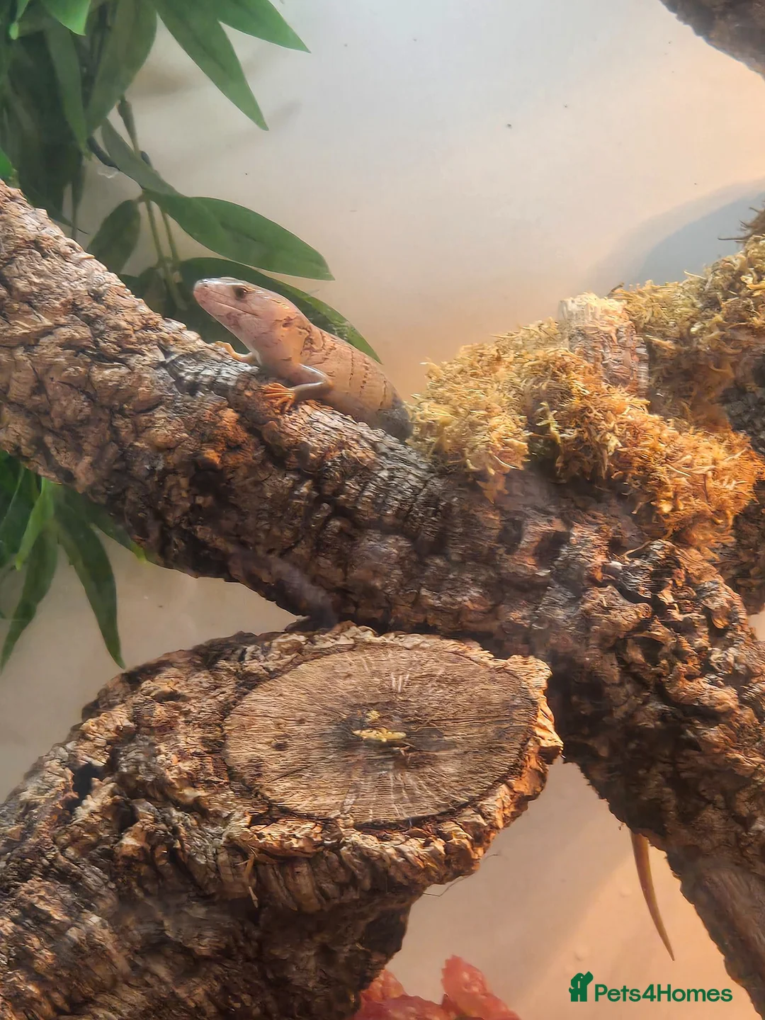 Skink reptiles for sale: Pink tongue skinks - Advert 8