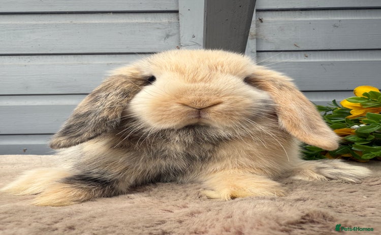 Mini Lop rabbits - Advert 4