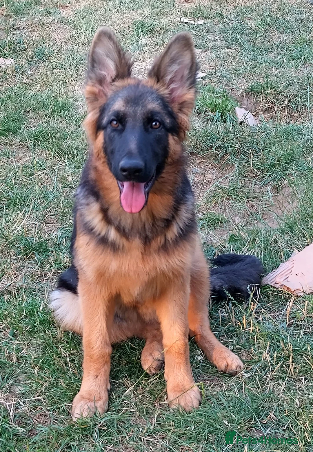 German Shepherd dogs for sale: QUALITY GERMAN SHEPHERD PUPPIES FOR SALE - Advert 17