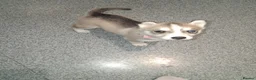 Siberian Husky dogs for sale: Sandra  - Advert 12