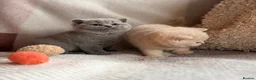 British Shorthair cats for sale: British Shorthair Girls - Advert 7