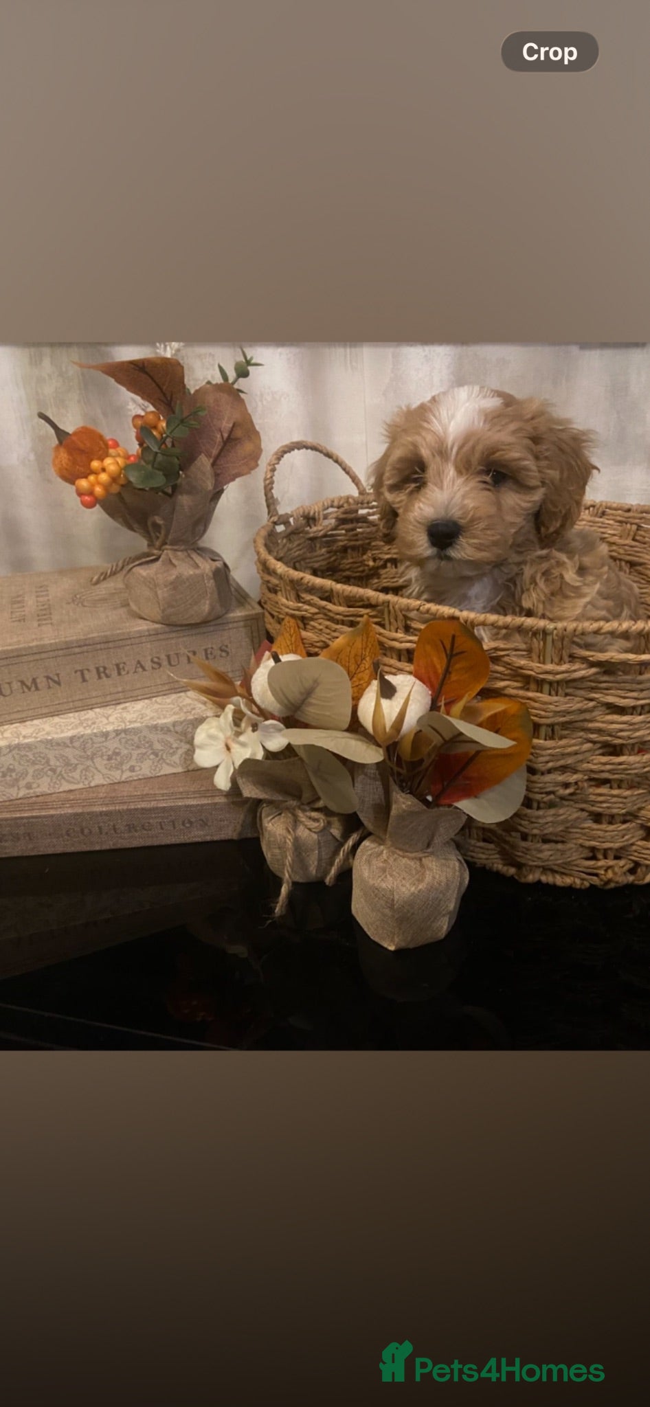 Maltipoo dogs Maltipoo pups - Advert 12