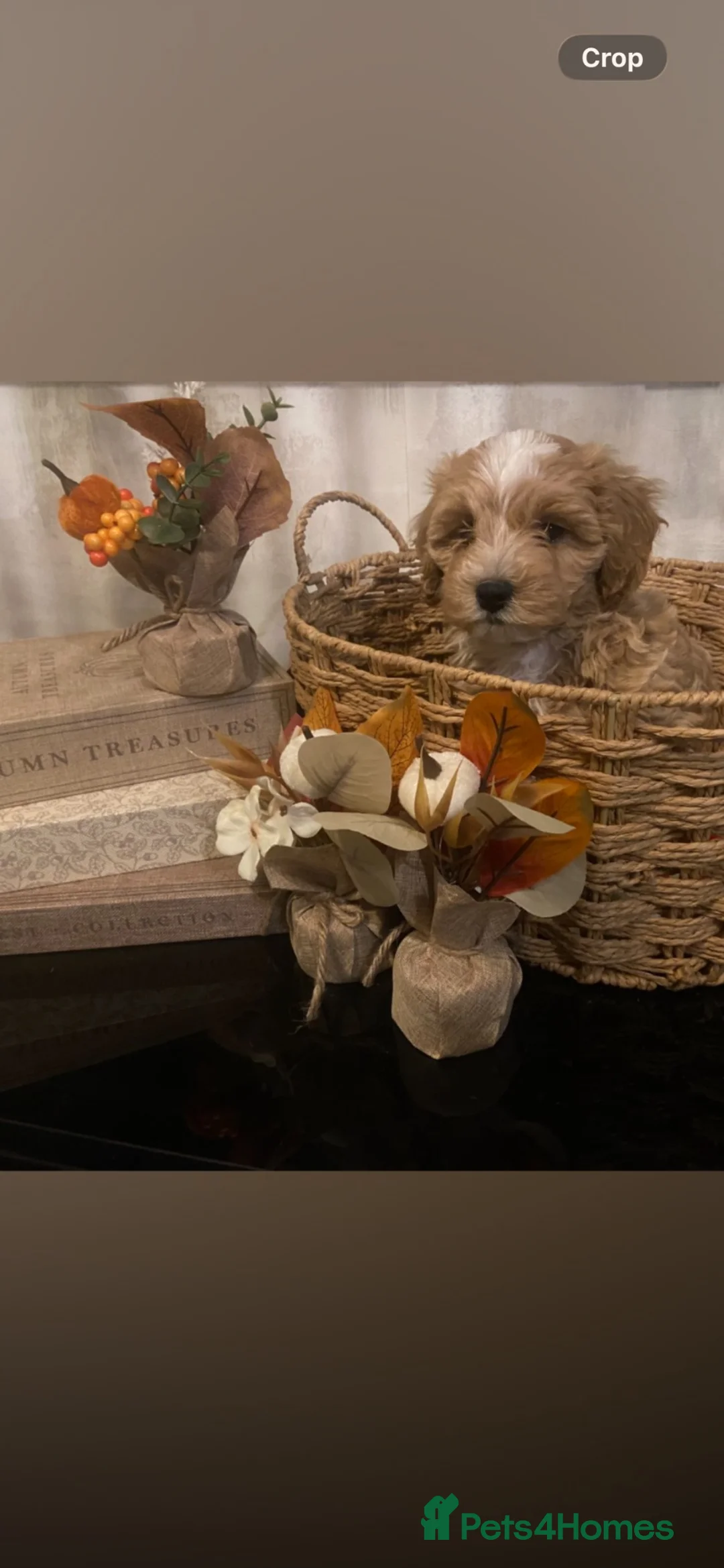 Maltipoo dogs for sale: Maltipoo pups - Advert 1