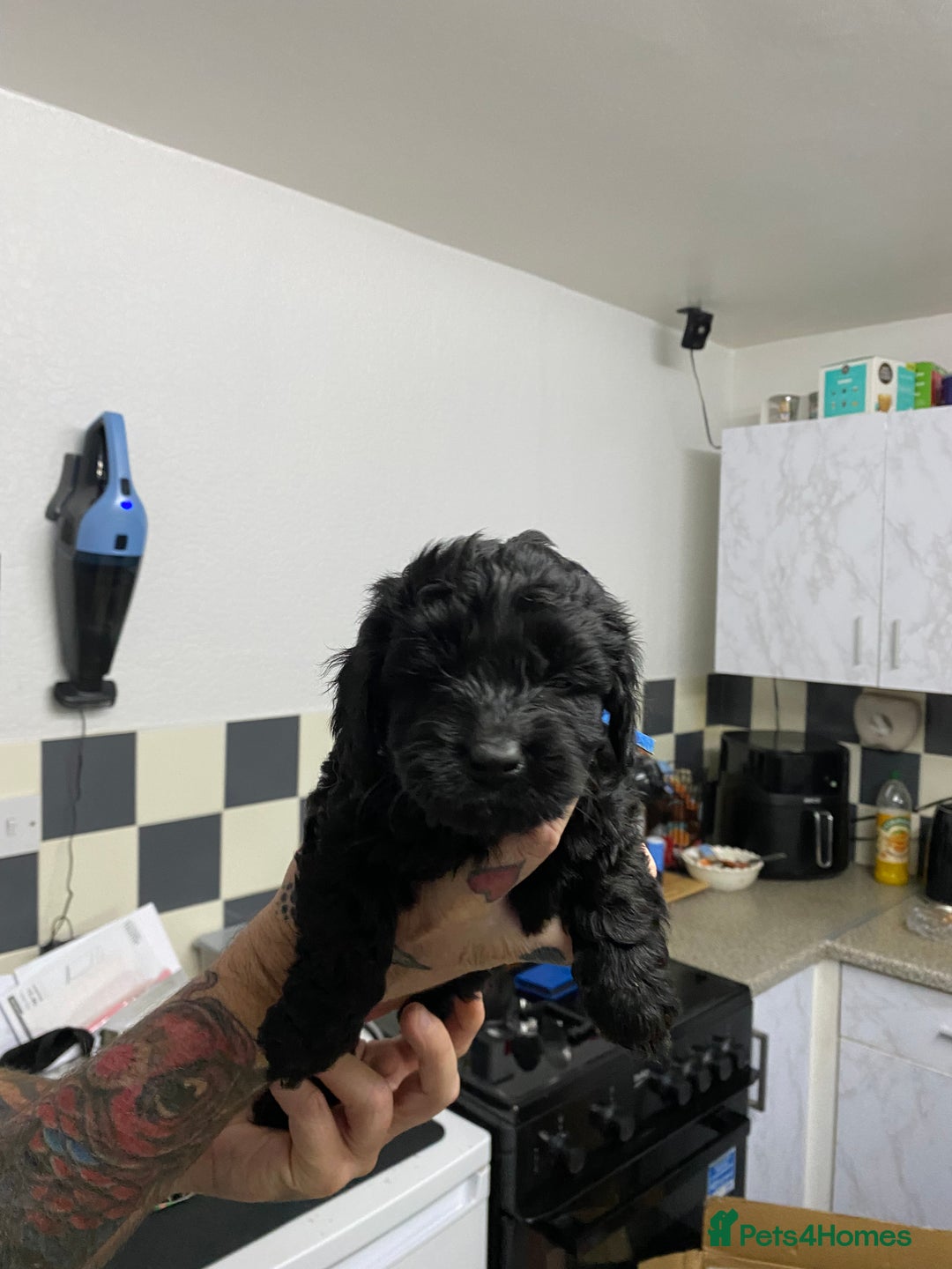Labradoodle dogs for sale: Toy adorable Labradoodle DNA TESTED - Image 5