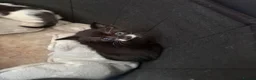 Mixed Breed cats for sale: 6 kittens for sale  - Advert 2