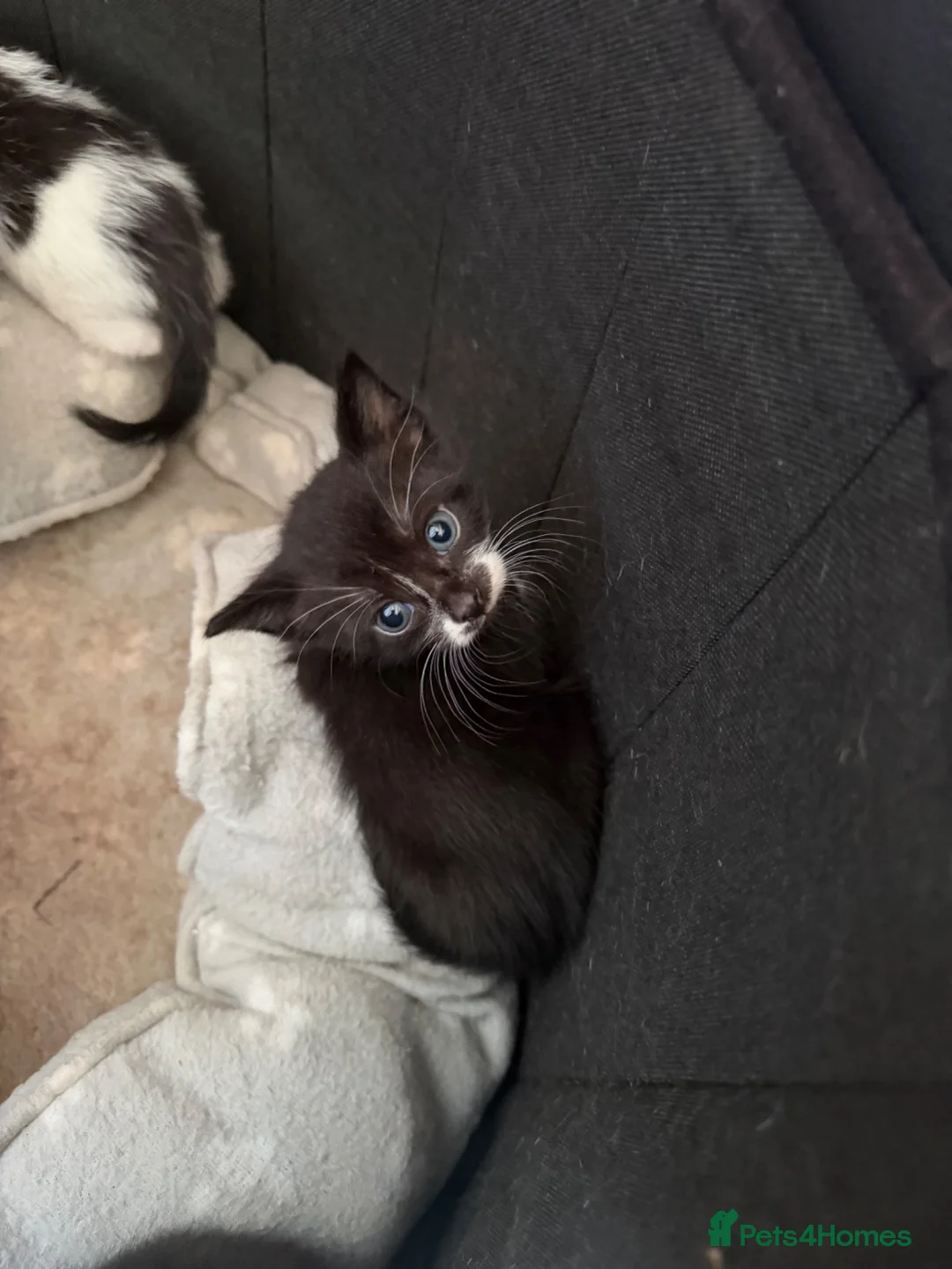 Mixed Breed cats for sale: 6 kittens for sale  - Advert 2