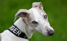 Whippet dogs for stud: Beautiful Whippet Dodger for STUD | Unproven - Image 2