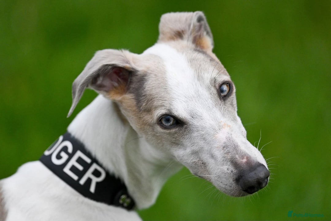 Whippet dogs for stud: Beautiful Whippet Dodger for STUD | Unproven - Image 2