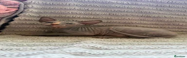 Sphynx 4