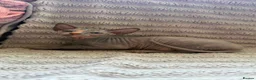 Sphynx cats for sale: Sphinx kittens available  in Aberdeen - Advert 6