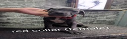 Cane Corso dogs for sale: Cane corso puppies  - Advert 37
