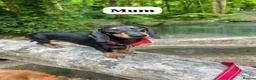 Miniature Dachshund dogs for sale: HEALTH TESTED KC MINIATURE Dachshund PUPPIES - Advert 7