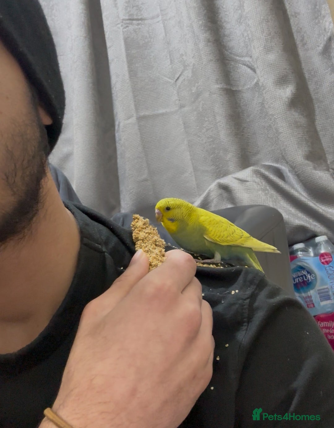 Budgerigars birds for sale: Budgie Easy Hand-Tamed - Advert 3