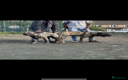 Presa Canario dogs for stud: Perro de presa canario for stud - Image 2