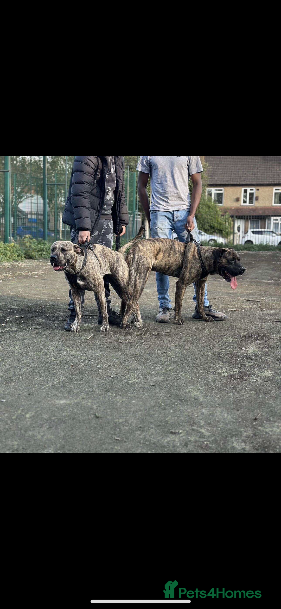 Presa Canario dogs for stud: Perro de presa canario for stud - Image 2
