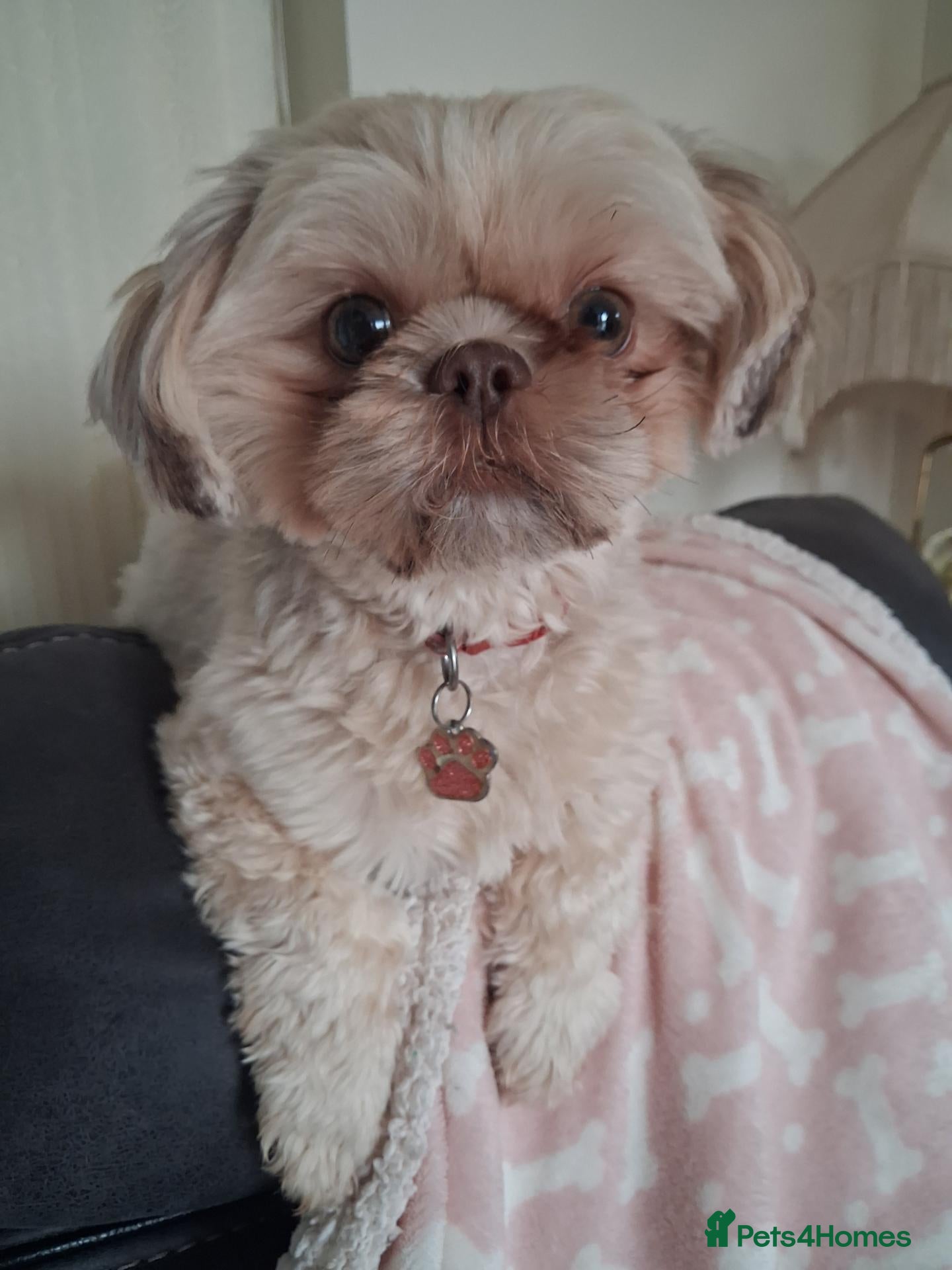 Shih Tzu dogs for sale: Imperial Shihtzu girl  - Advert 2