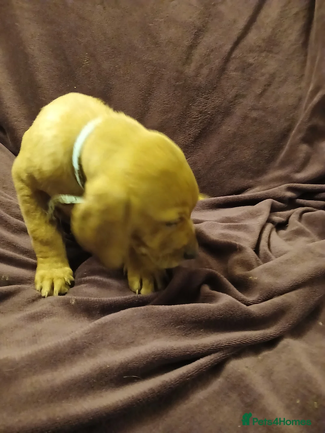 Labrador Retriever dogs for sale: Fox red labrador puppies - Advert 20