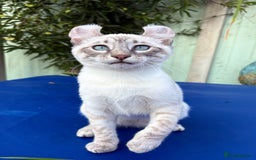 Bengal cats for sale: Stunning rare female  - Image 26