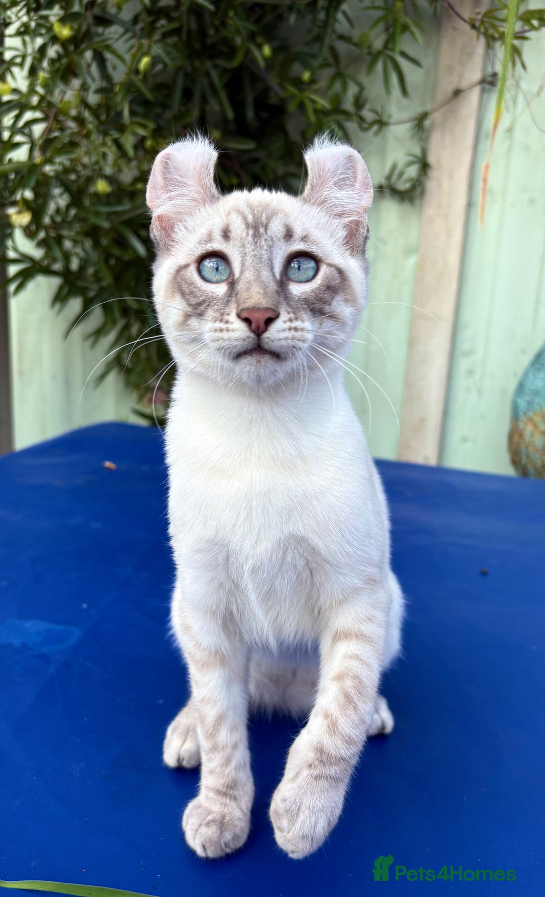 Bengal cats for sale: Stunning rare female  - Image 26
