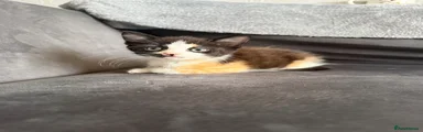 Stunning Domestic Shorthair Kitten
