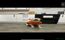 Mixed Breed dogs for sale: Narla American bully cross - Image 2