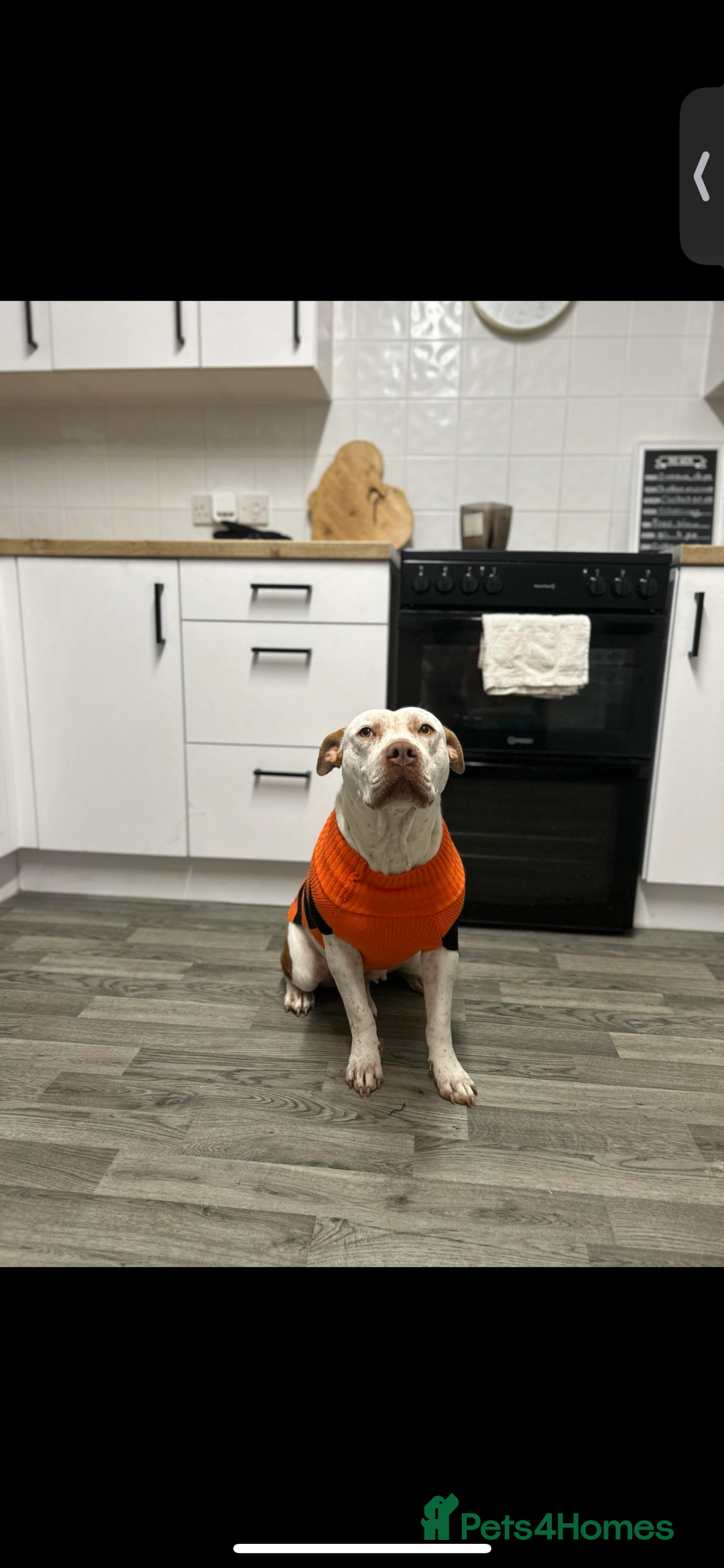 Mixed Breed dogs for sale: Narla American bully cross - Image 2