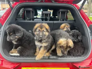 German Shepherd dogs Puppies for sale - Advert 4