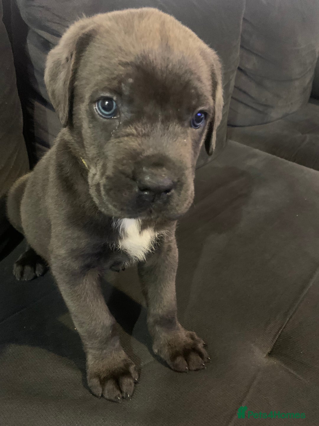 Cane Corso dogs for sale: Cane Corso - Advert 3