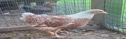 Chickens poultry for sale: Bantam Laced Wyandotte Chickens in Wetherby - Advert 1