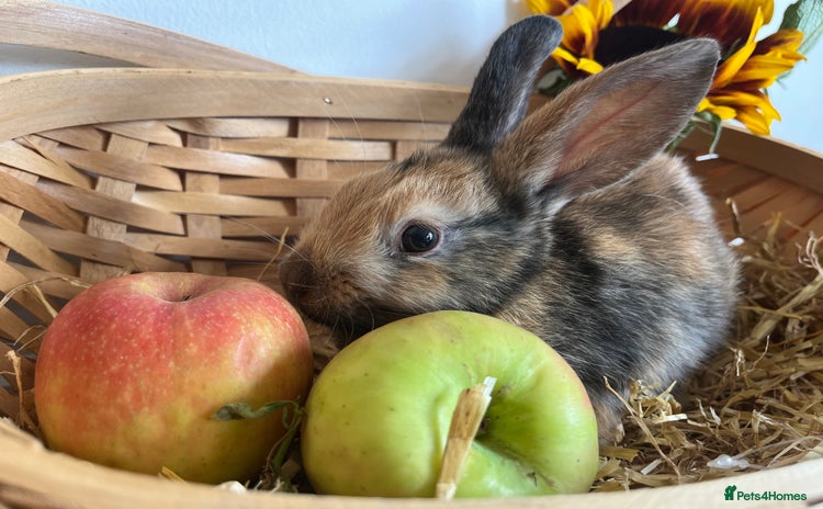 Mixed Breed rabbits - Advert 1