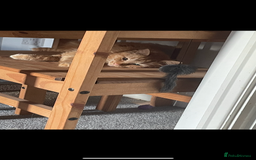 Bengal cats for sale: Two  gingers  cats  - Image 3