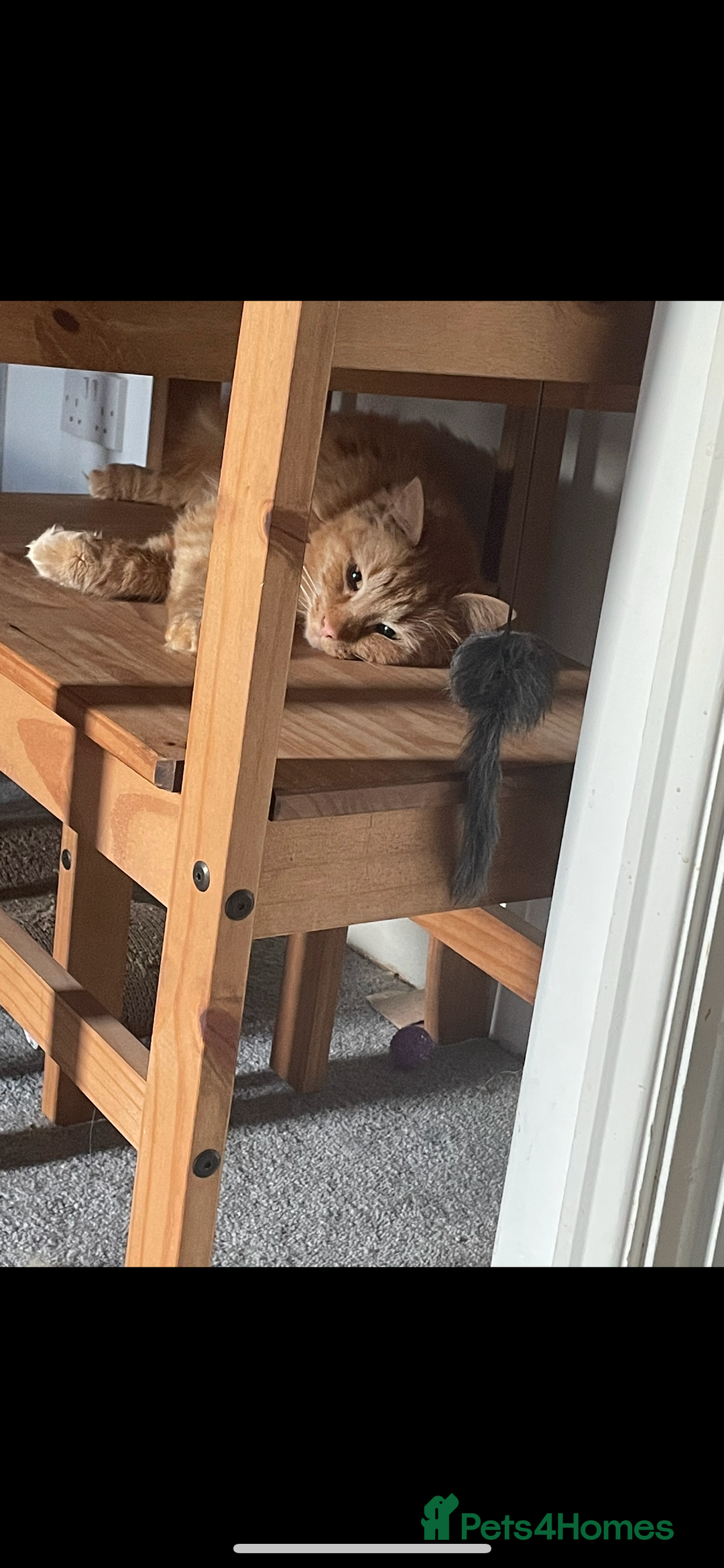 Bengal cats for sale: Two  gingers  cats  - Image 3