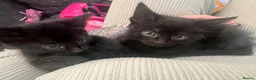 Mixed Breed cats for sale: Kittens  - Advert 5