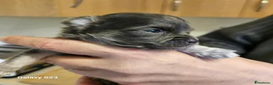 Chihuahua 3