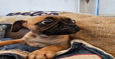 Frug dogs - Advert 15