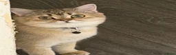 Scottish Fold cats for sale: Scottish fold  in Birmingham - Advert 1