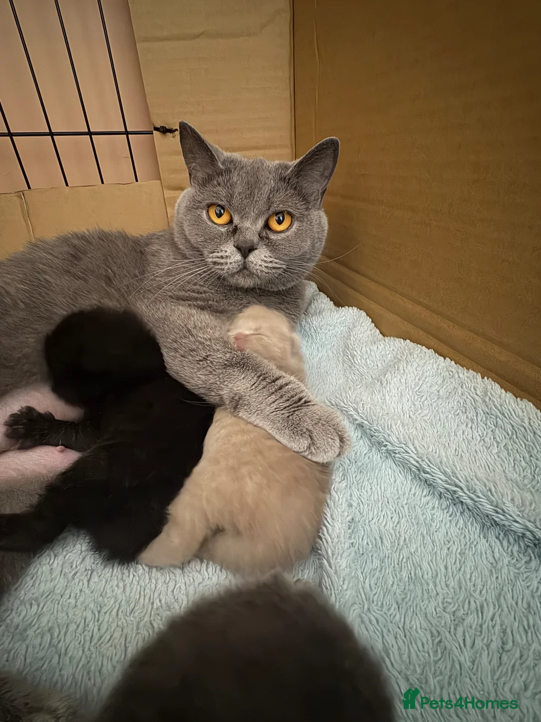 British Shorthair cats for sale: 2 beautiful lilac girls available (non active) - Advert 2